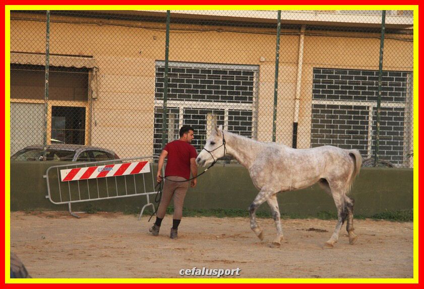 161106 equestre 139_tn.jpg